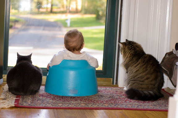 The cats love the door being open, but Sam's there, so Sarge is a little standoffish