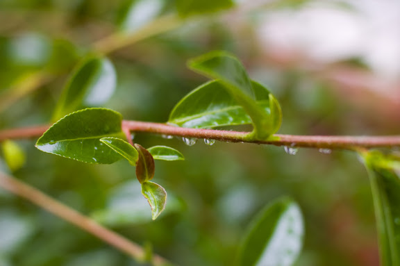 Rain does really exist in Georgia (we've kinda forgotten what it's like over the past two years)