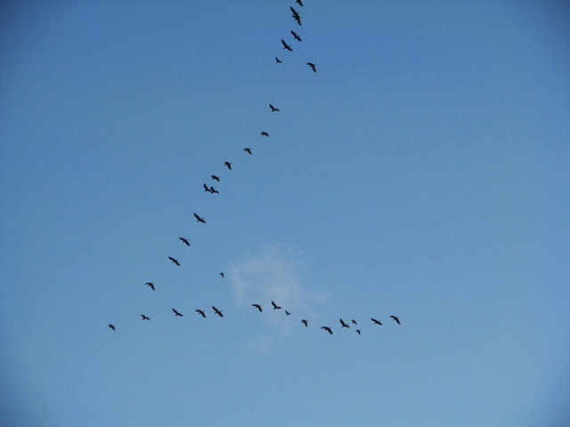 [duckflight[4].jpg]