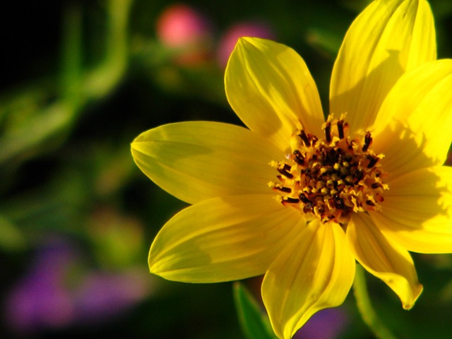 [yellowpurpleflowers[6].jpg]