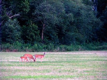 deer3 deer3