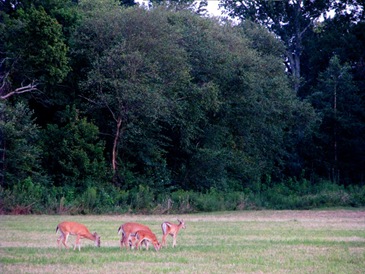 deer4 deer4