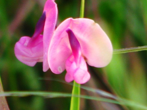 abnormalpurple abnormalpurple