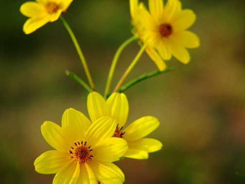 yellowflowers