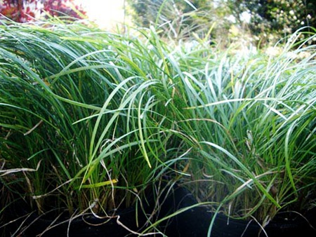 MONKEY-GRASS