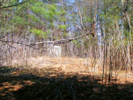 clearing clearing