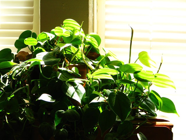 [windowplant[5].jpg]