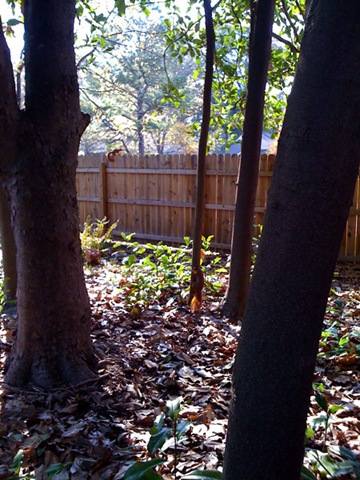 [playingwithsquirrels[5].jpg]