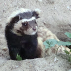 Nowe ZOO Poznań