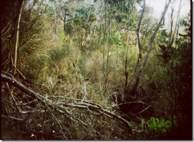 645_pro_tl_polaroid_004