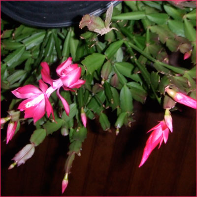 Flor de Maio