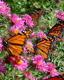 DSCF0010.JPG