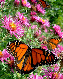 DSCF0039.JPG
