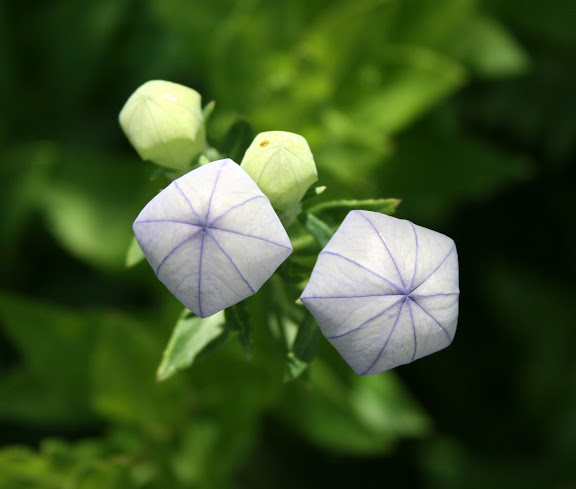 ITAP of some balloon flower buds.