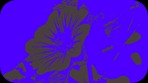 100_2267 100_2267
