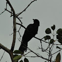 Unknown spotting