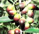 ulivo