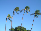 Palm trees