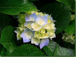 Hydrangeas