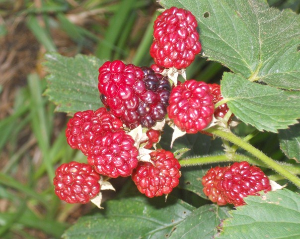 [berries2.jpg]