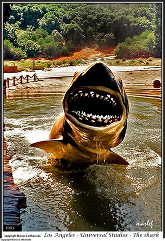 [286Shark2.jpg]