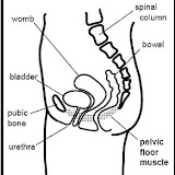 pelvicfloormuscles.jpg