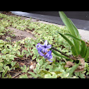 Vaiegated vinca major