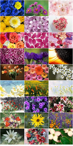 flowers background photoshop. Download free quot;Flowers and flower background. Wallpapersquot; Letitbit.net