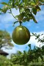 calebasse