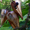 Goldenrain Tree Seed Pod