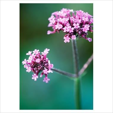 [verbenA[3].jpg]