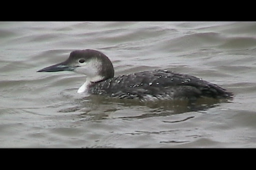 common loon winter. hair An adult Common Loon in