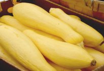 Photo of the item - Yellow Squash