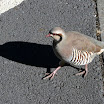 Haleakala16.jpg
