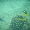 Tortugas13.JPG