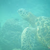 Tortugas11.JPG