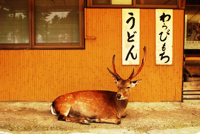 [Nara033.jpg]