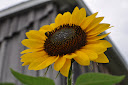 Thumbnail image for Wordless Wednesday 7.28.2010