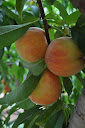 Thumbnail image for Blueberries and Peaches at Larriland Farms