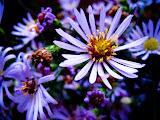 IMG_4785.jpg