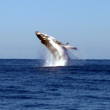 Whale Watching