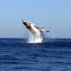 Watersports Guru Whale Watching Watersports Guru Whale Watching
