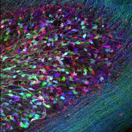 Brainbows Are Neat