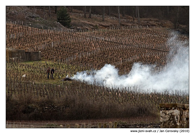 [prace_ve_vinici[5].jpg]