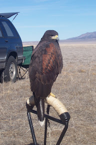 Harris Hawk