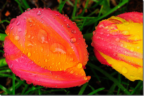 tulips colourful 2 flickr
