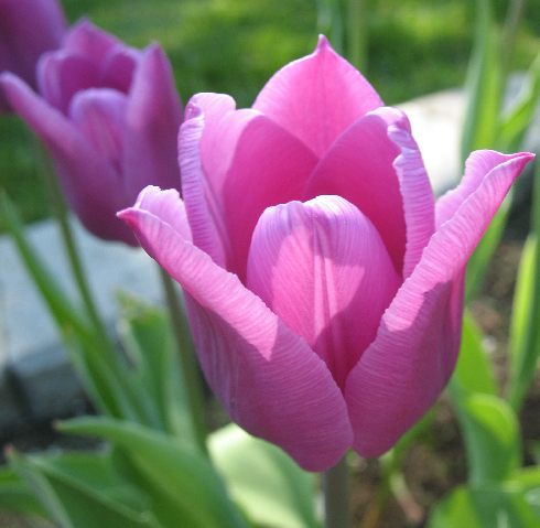[tulip5.png]