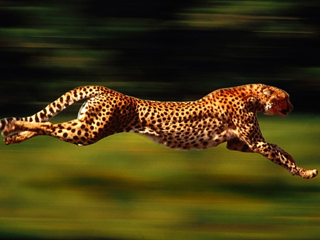 [Cheetah uwyo edu[3].jpg]