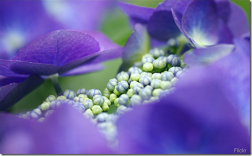 hydrangea flickr