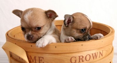 [Puppy Chihuahua[3].jpg]